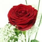 Einzelne Red Naomi Rose mit Schleierkraut