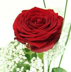 Einzelne Red Naomi Rose mit Schleierkraut