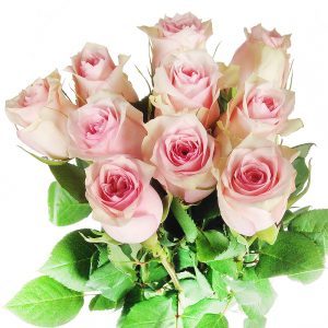 10 rosa Rosen