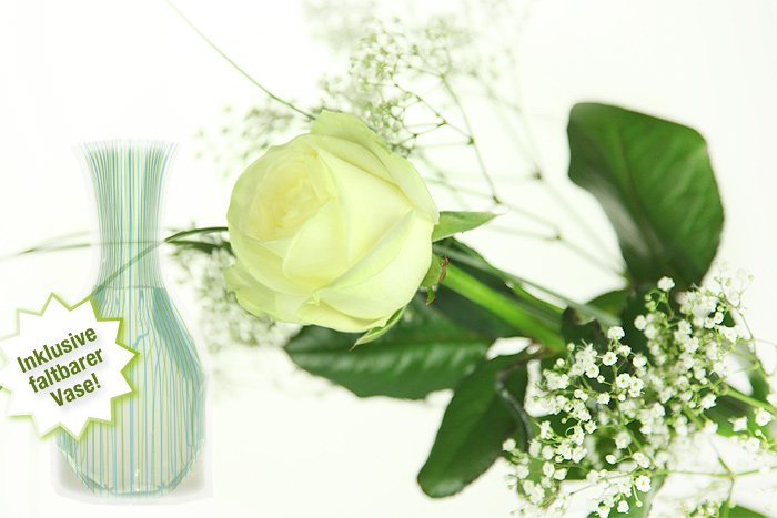 Einzelne weiße Rose mit Schleierkraut