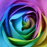 Nahaufnahme Rosenkopf Regenbogenrose