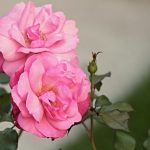 Zwei rosa blütende Wildrosen
