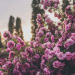Rosa, pinke Rosen bedecken den Boden
