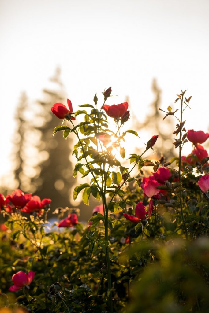 selective focus photo of red petaled flowers