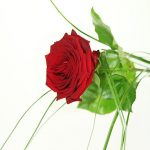 Einzelne Edelrose Red Naomi in rot