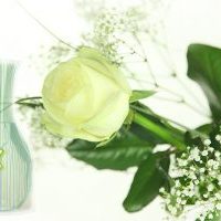 Einzelne weiße Rose mit Schleierkraut
