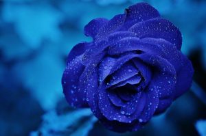 Blauer Rosenkopf von vorne