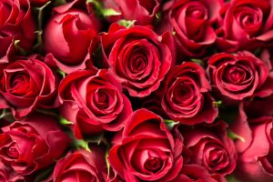 Rote Rosen im Zoom