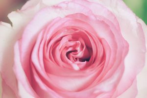 Rosa Rose Rosenkof
