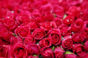 Viele rote Rosen