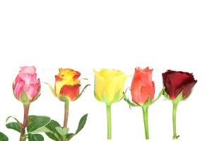 Kleine Rosen verschiedene Farben von der Seite