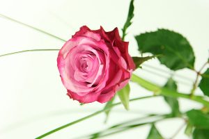 Einzelne Pinke Rose mit Gräsern