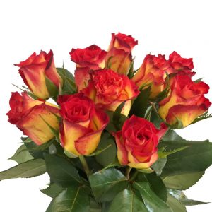 10 zweifarbige gelbe-rote Rosen