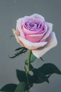 Einzelne Lila Rose