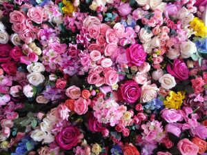 Viele Rosen Sorten und Arten