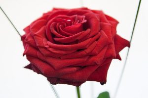 Schönste Rose