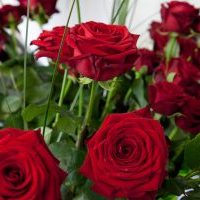 Mehrere Red Naomi Rosen