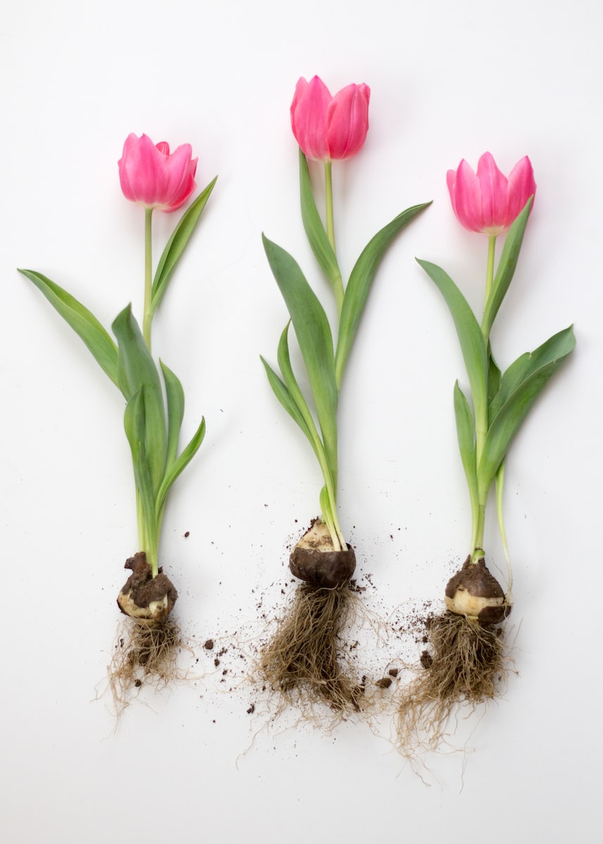 3 rosa Tulpen mit Wurzeln
