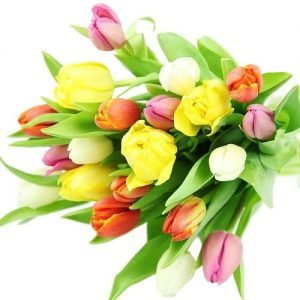 Bunte Tulpen