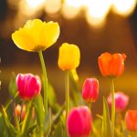 macro shot photography of flower field