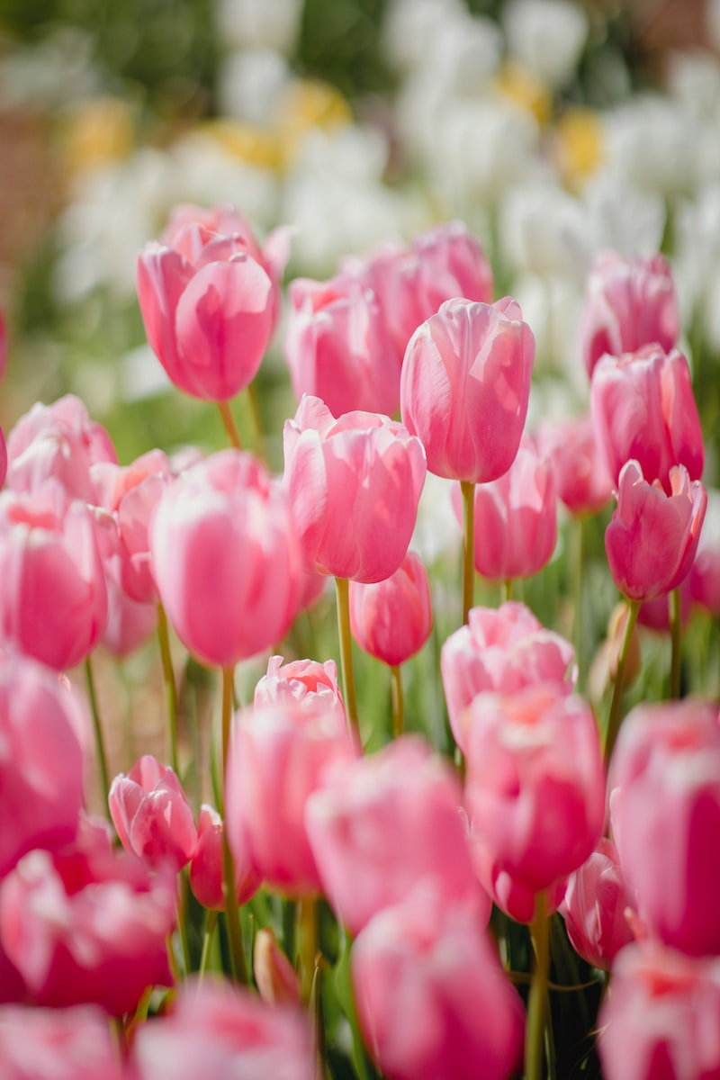 pink rosa Tulpen im Feld
