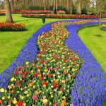 Streifen mit Tulpen