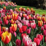 pink and yellow tulips field