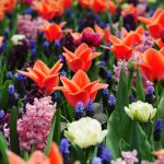 assorted-color flowers in bloom