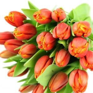 Rote Tulpen