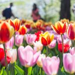 bed of red and pink tulip flowers