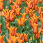 orange flowers with green leaves