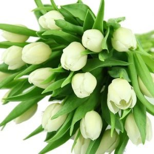 Weiße Tulpen