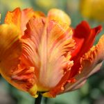 Tulpenkopf