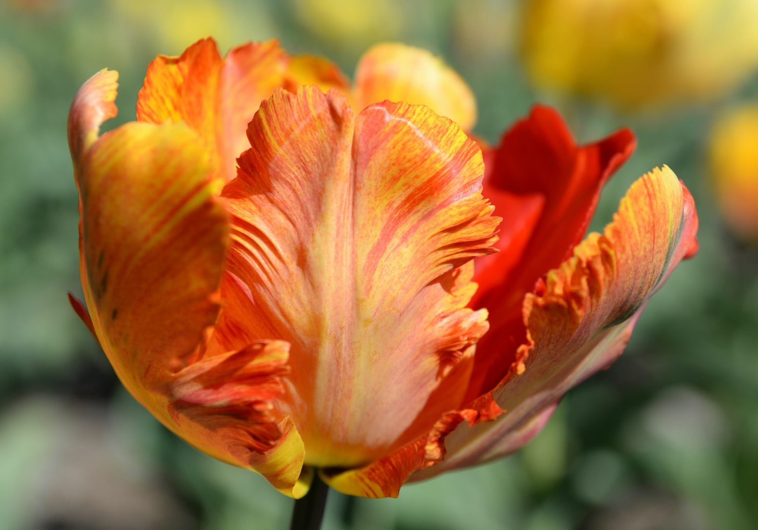 Tulpenkopf