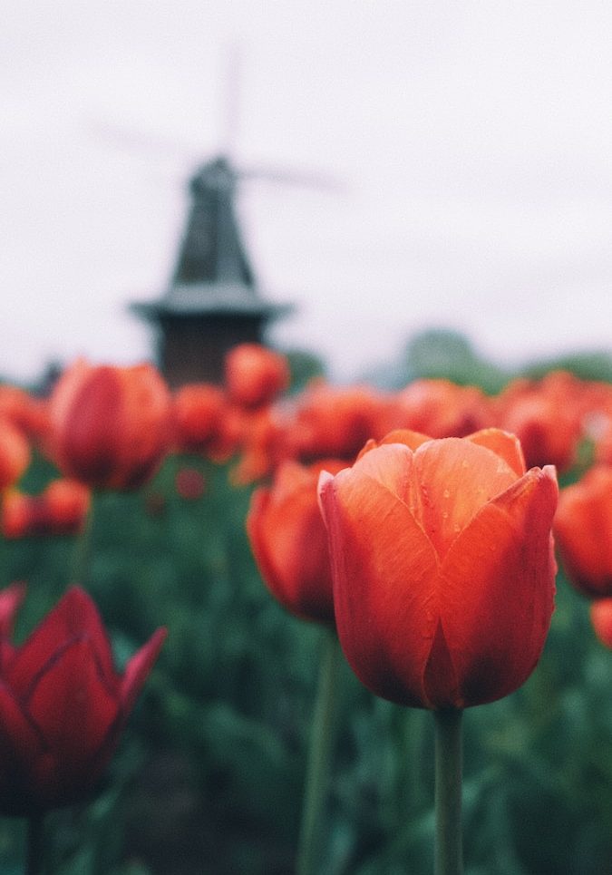 Rote Tulpen vor Mühle