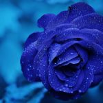 Blauer Rosenkopf von vorne