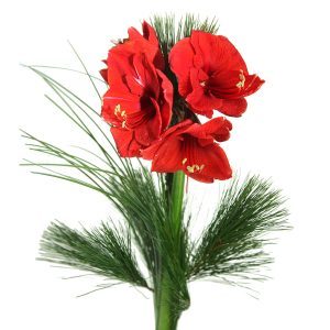 Einzelne rote Amaryllis mit Kiefer und Gras