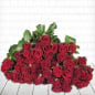 Preview: 100 rote Rosen