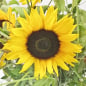 Preview: Sonnenblumen - Sonnenblume