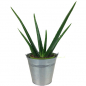 Preview: Aloe Vera Pflanze