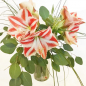 Preview: Zweifarbige Amaryllis rot-weiss Strauß Blumen