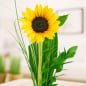 Preview: Sonnenblume