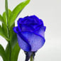 Preview: Einzelne Rose blau