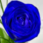 Preview: Blaue einzelne Rose