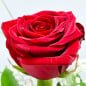 Preview: Einzelne rote Rosenblüte