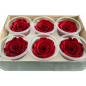 Haltbare rote Rosen - Konservierte rote Rosen
