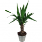 Mobile Preview: Yucca Palme Pflanze