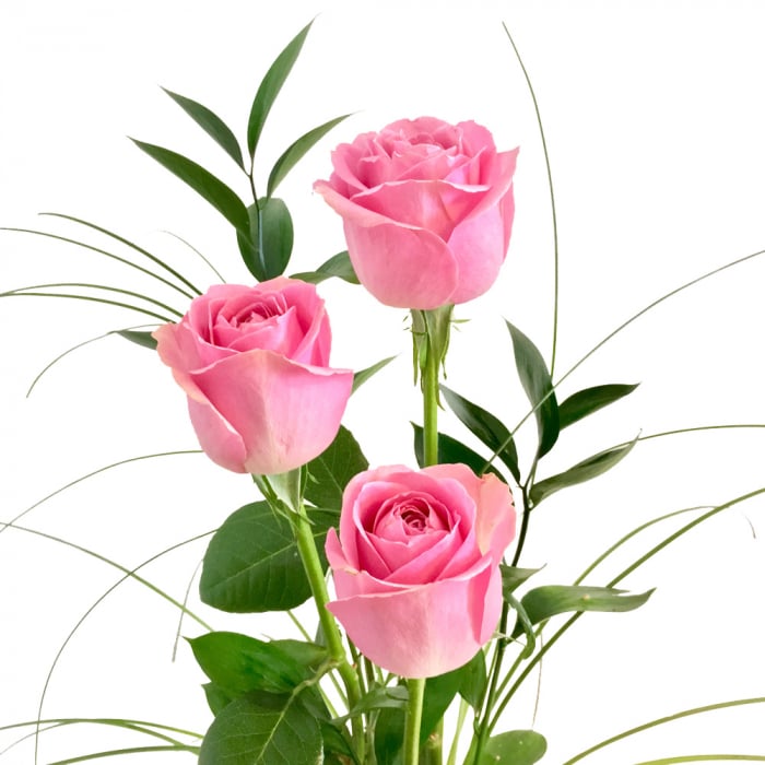 3 Rosa Rosen