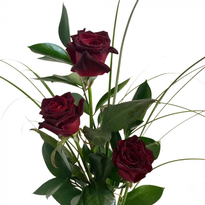 Langstielig 10 schwarze Rosen Vasenfertig Frische Rosen von Rosenbote 