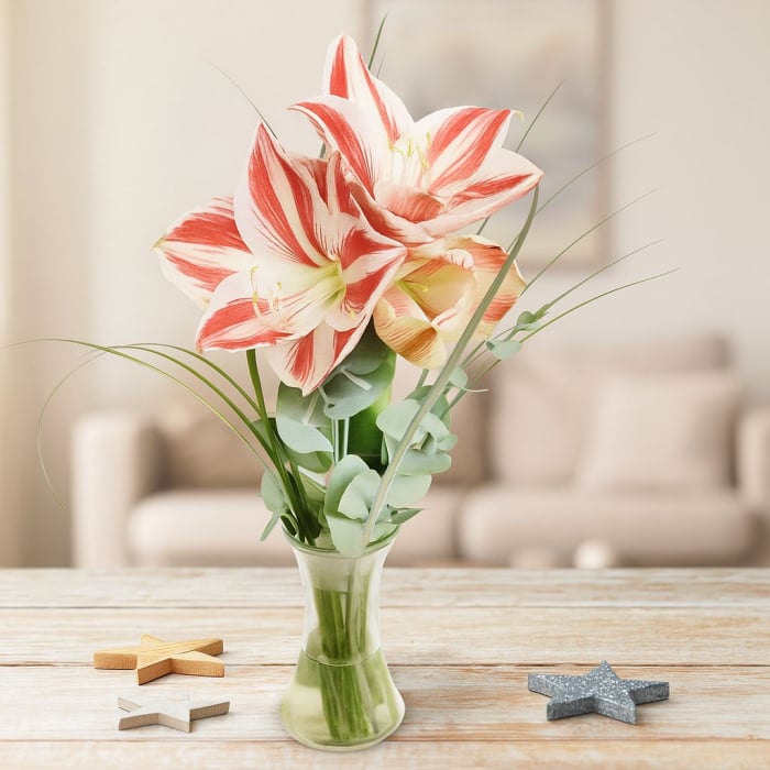 Zweifarbige Amaryllis rot-weiß